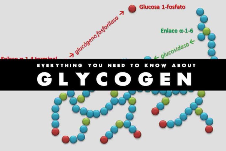 everything-you-need-to-know-about-glycogen