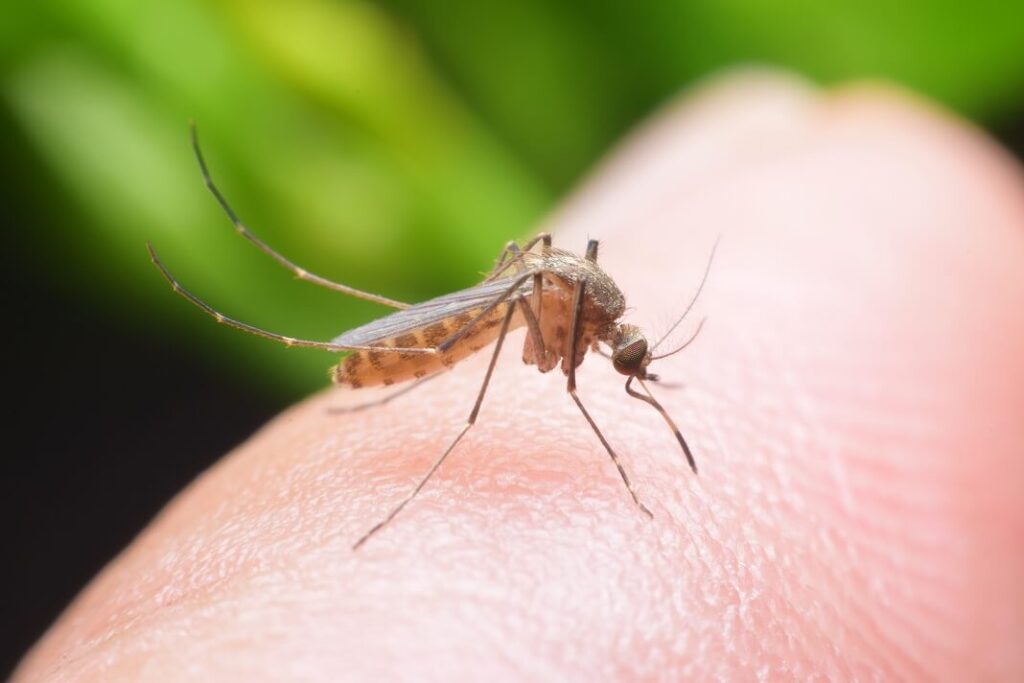 home remedies for mosquito bites